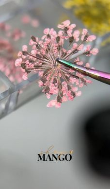 Сухоцвіти для манікюру дизайну нігтів набір 12 кольорів